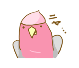 Cute Galah"Momoji" sticker #15643828
