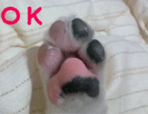 chihuahua verycute unique sticker sticker #15646859