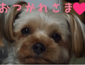 chihuahua verycute unique sticker sticker #15646872