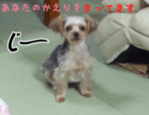 chihuahua verycute unique sticker sticker #15646873