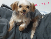 chihuahua verycute unique sticker sticker #15646874