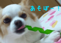 chihuahua verycute unique sticker sticker #15646875