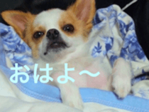 chihuahua verycute unique sticker sticker #15646878