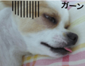 chihuahua verycute unique sticker sticker #15646879