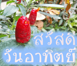 sawatdee sticker #15646994