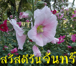 sawatdee sticker #15646995