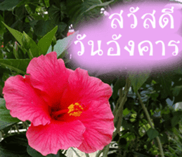 sawatdee sticker #15646996