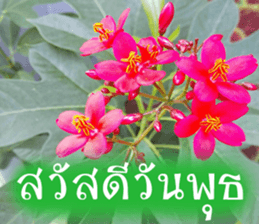 sawatdee sticker #15646997
