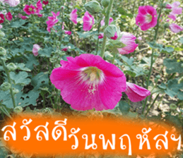 sawatdee sticker #15646998
