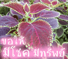 sawatdee sticker #15647003