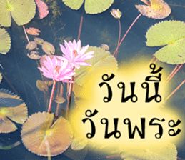 sawatdee sticker #15647005