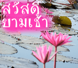 sawatdee sticker #15647006