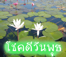 sawatdee sticker #15647010