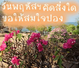 sawatdee sticker #15647011