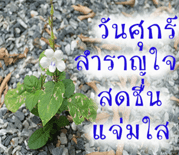 sawatdee sticker #15647012