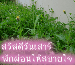 sawatdee sticker #15647013