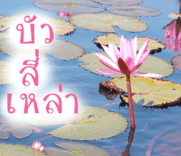 sawatdee sticker #15647014