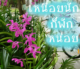 sawatdee sticker #15647020