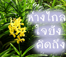 sawatdee sticker #15647021