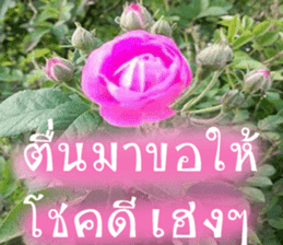 sawatdee sticker #15647022