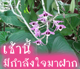 sawatdee sticker #15647023