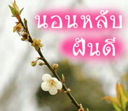 sawatdee sticker #15647025