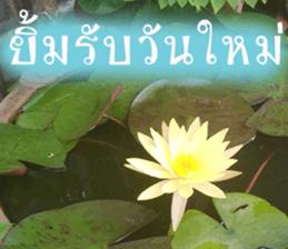 sawatdee sticker #15647026