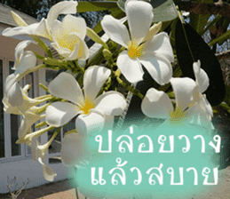 sawatdee sticker #15647027