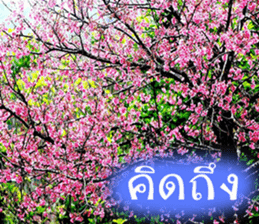 sawatdee sticker #15647028