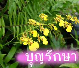 sawatdee sticker #15647029