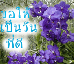 sawatdee sticker #15647030