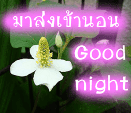 sawatdee sticker #15647031