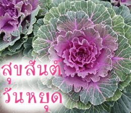 sawatdee sticker #15647032