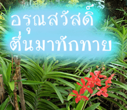 sawatdee sticker #15647033