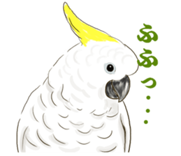 Everyday javasparrow and Parakeet 4 sticker #15648827