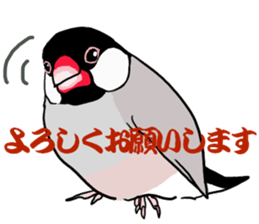 Everyday javasparrow and Parakeet 4 sticker #15648834