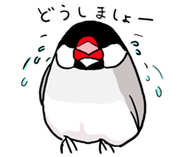 Everyday javasparrow and Parakeet 4 sticker #15648835