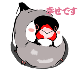 Everyday javasparrow and Parakeet 4 sticker #15648838