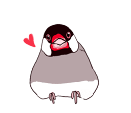 Everyday javasparrow and Parakeet 4 sticker #15648841