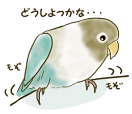 Everyday javasparrow and Parakeet 4 sticker #15648842