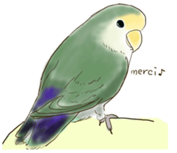 Everyday javasparrow and Parakeet 4 sticker #15648845