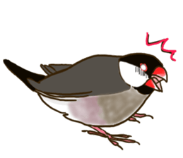 Everyday javasparrow and Parakeet 4 sticker #15648848