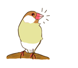 Everyday javasparrow and Parakeet 4 sticker #15648849