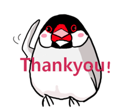 Everyday javasparrow and Parakeet 4 sticker #15648850