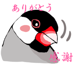 Everyday javasparrow and Parakeet 4 sticker #15648852