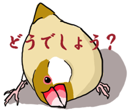 Everyday javasparrow and Parakeet 4 sticker #15648853
