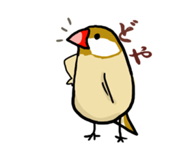 Everyday javasparrow and Parakeet 4 sticker #15648854