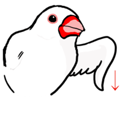 Everyday javasparrow and Parakeet 4 sticker #15648855