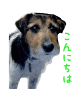 Photo of Leo-kun sticker #15649067