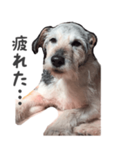 Photo of Leo-kun sticker #15649079